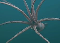 Rencontre exceptionnelle ! Des plongeurs japonais filment un calamar géant