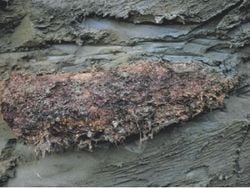 Reviven un gusano congelado durante 46,000 años: el hallazgo que sorprende a la ciencia