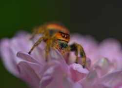 UK invaded by new species of jumping spider!