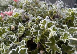 Salva il tuo geranio dal freddo: scopri come prenderti cura di questa pianta durante l’inverno