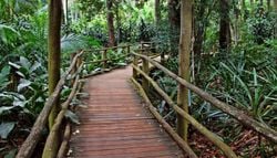 São Paulo: 4 trilhas imperdíveis para fazer em meio à natureza na capital paulista