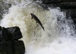 Saumon sauvage en France : l'interdiction de la pêche dans nos rivières peut-elle encore éviter sa disparition ?