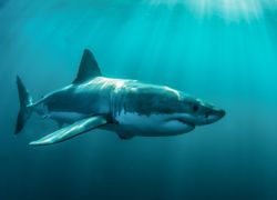Requins : comment survivent-ils aux catastrophes naturelles ?