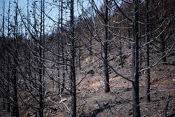 Scotland progresses law to criminalise environmental destruction