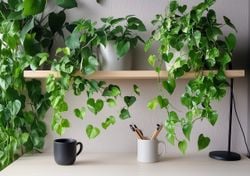 Sobrevivientes de oficina: las plantas que aguantan el aire frío y seco del “clima”