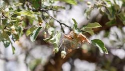 Spinnraupen im Garten: Diese Insekten machen Apfelbäume völlig kahl