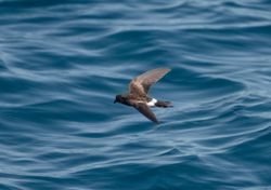 Strage di uccelli marini sulle coste dell'Europa occidentale, oltre 40.000 gli esemplari spiaggiati