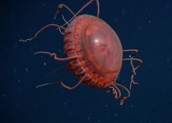 Insólitas medusas que salen del único abismo inexplorado en la Tierra