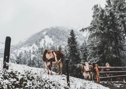 Super-El-Niño 2026: Kommt der erste Schnee schon im Oktober? Meteorologe stellt klar: „So einfach ist das nicht