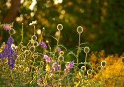 A last burst of summer or a wet weekend?