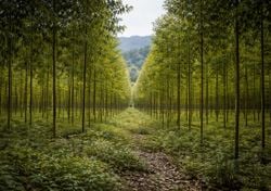 The world’s forests are becoming more uniform and that’s a problem, scientists say