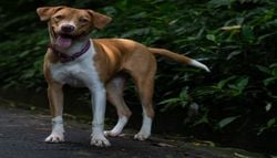 Un veterinario revela: por qué los perros persiguen su propia cola