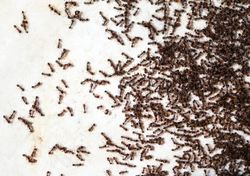 Toda esta colónia de formigas finge a morte para evitar o perigo