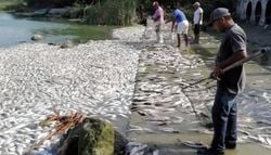 Miles de peces muertos al sur de Tamaulipas y norte de Veracruz, la CONAGUA revela la causa real