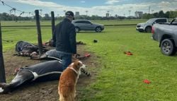 Tragedia en San Isidro: un rayo mató a cuatro yeguas de polo y reavivó la alerta por las tormentas eléctricas