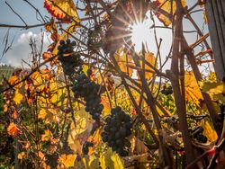 Traumhaftes Wetter am Wochenende: Goldener Oktober