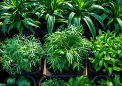 Tres plantas en una sola maceta: cómo combinar especies para optimizar recursos en balcones y departamentos chicos