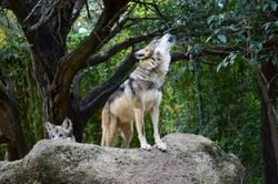 Trump decreta retirar la protección al lobo gris mexicano una especie en peligro de extinción