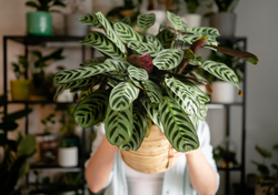 Do your plants have brown tips? Experts explain why it is not the watering’s fault.