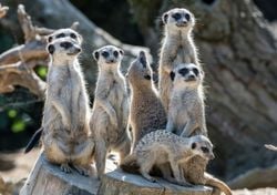 Überleben im geschützten Raum: Jungtiere, die unter Anleitung lernen, meistern Risiken am besten