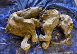 ¡Increíble! Descubren una rara cría de mamut lanudo momificada en Canadá