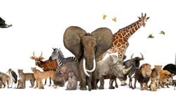 Uma nova descoberta revela quais foram os primeiros animais terrestres a desenvolver sistemas respiratórios