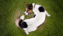 Um veterinário revela por que os cães perseguem o próprio rabo