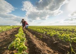 Una variable vinculada al clima podría cambiar los planes de los agricultores, que sembrarían más soja y menos maíz