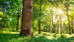Unglaublich: Auch Bäume haben ein Gefühl für den eigenen Körper