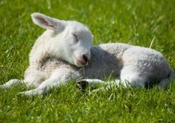 Uova, colombe e altri simboli della Pasqua: quali sono i 10 più importanti e qual è il loro significato