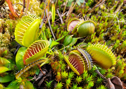 Venus atrapamoscas: cómo la planta detecta a su presa con electricidad y la atrapa en segundos