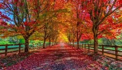 Vermelho, amarelo, laranja ou castanho: o que explica a “dança” de cores nas folhas das nossas árvores no outono?