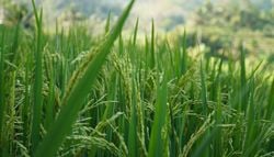 Un estudio insólito: cómo reacciona el arroz ante la lluvia