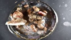 La otra cara de la contaminación de los plásticos: viajeros en una tapa de botella de plástico a la deriva en los mares