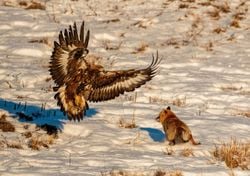 Viral en redes sociales: impresionante duelo entre un águila imperial y un zorro en la Sierra de Madrid; aquí el vídeo