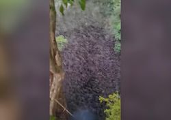 Un “tornado de murciélagos” surge de una cueva en México: así es este fenómeno natural que fascina al mundo