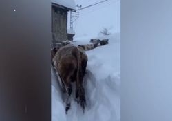Video: varias vacas se abren paso entre una gran nevada en Karabük, Turquía