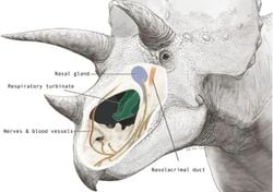 Porque é que o Triceratops tinha um nariz tão grande?