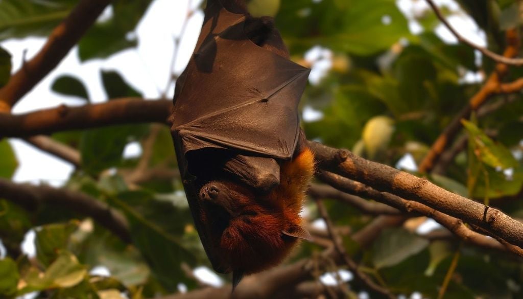 Murciélago También puede originarse por contacto con animales silvestres infectados, como murciélagos frugívoros o primates.
