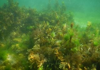 Mirar los bosques debajo del agua: el desaf&iacute;o cient&iacute;fico que reunir&aacute; a especialistas en Chile