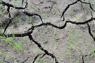 MIRCA-OS: o novo banco de dados que revela as transformações da agricultura no Brasil e no mundo