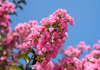 La planta de crecimiento rápido que florece más de 120 días al año y apenas da trabajo: la favorita de los jardineros