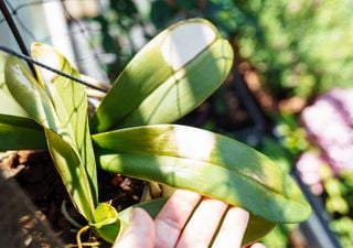 My plants have the leaves burned by excess fertilizer: what do I have to do?