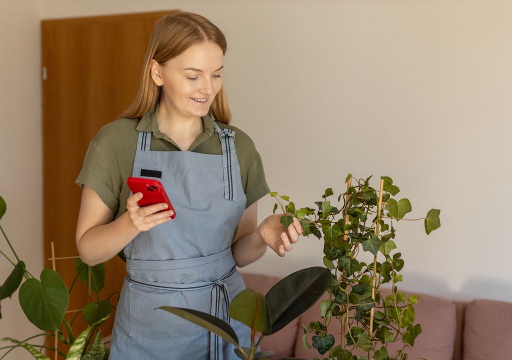 My Plants Have The Leaves Burned By Excess Fertilizer What Do I Have