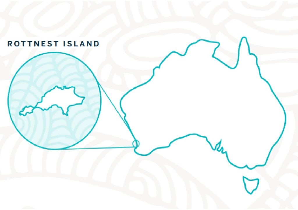 La Isla de Rottnest, conocida localmente como "Rotto", emerge como una joya natural a solo 18 kilómetros de la costa de Fremantle, en Australia Occidental La Isla de Rottnest, conocida localmente como "Rotto", emerge como una joya natural a solo 18 kilómetros de la costa de Fremantle, en Australia Occidental