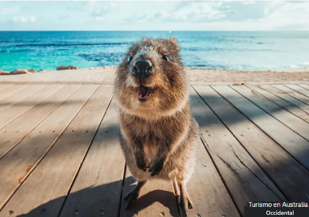 los quokkas los quokkas