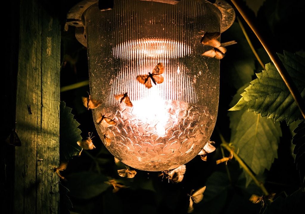 luzes e mariposas