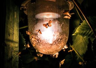 ¿Por qué a los insectos les atrae tanto la luz por la noche? La ciencia ya tiene una explicación