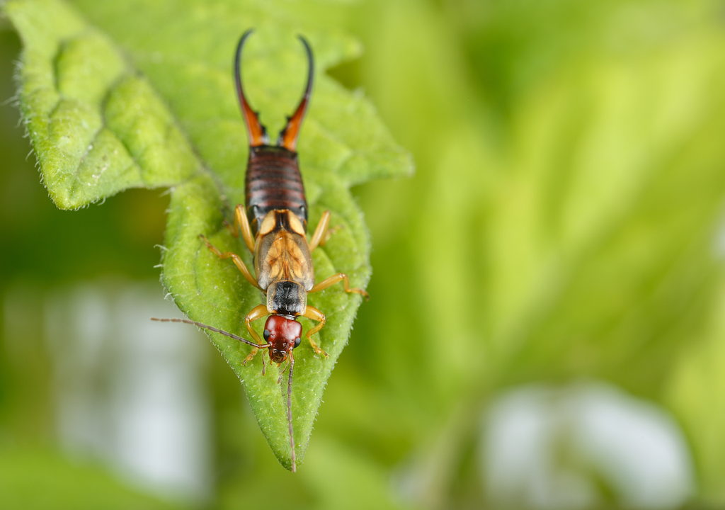 Ohrwurm, Forficula auricularia, Nützling, Blütenschädling, Garten Ohrwurm, Forficula auricularia, Nützling, Blütenschädling, Garten