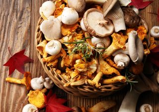 Mit Pilzen gegen den Vitamin-D Mangel?